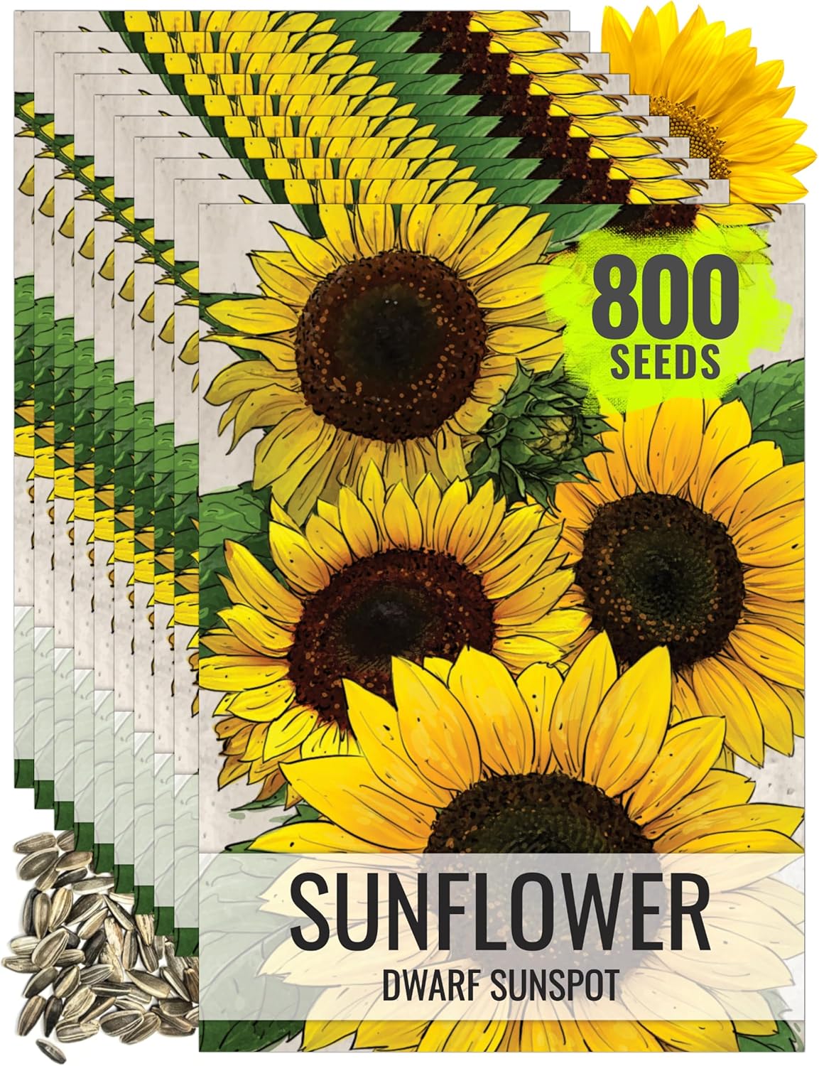 Seed Needs Sunflower Seeds for Planting Dwarf Sunspot Sunflowers - Heirloom & Open Pollinated Annual Cut Flower Seed to Plant 2 Foot Tall Sun Flowers (10 Packs)