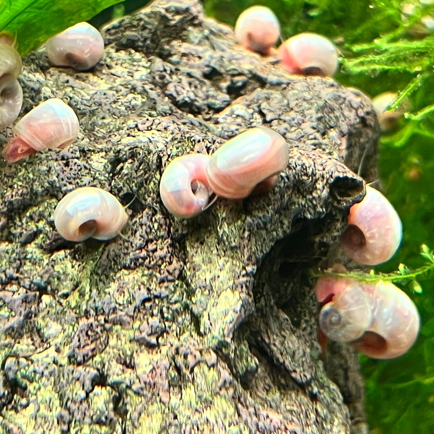 10 Live Ramshorn Snails by Dylfinds for Freshwater Aquarium/Pond Colony Start Clean-up Crew Planorbella Duryi (Bubblegum Pink)