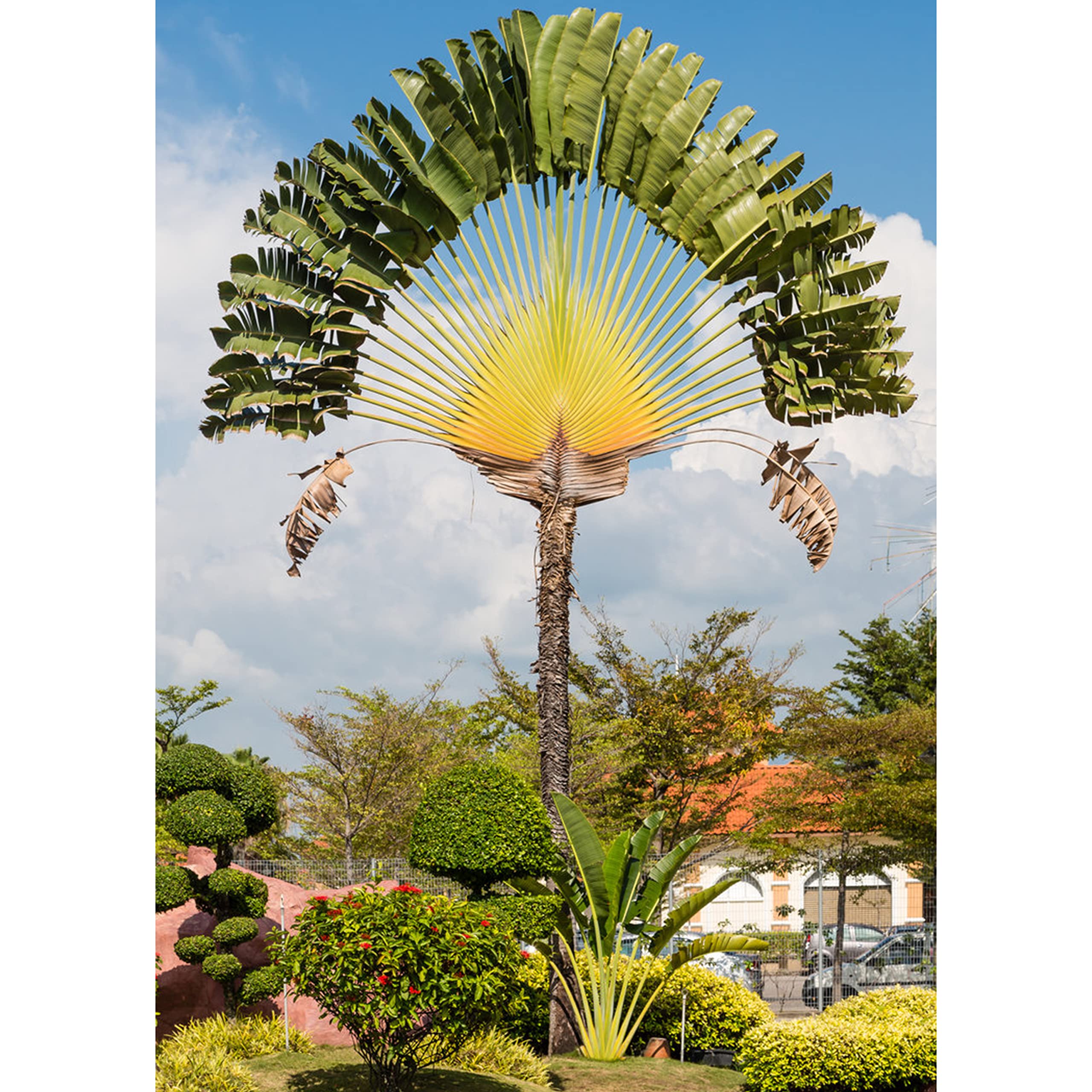 UGALOO Travellers Palm Plant (Big & Huge Plant - About 5 Feet) (B0B61T239H) Amazon Price History, Amazon Price Tracker