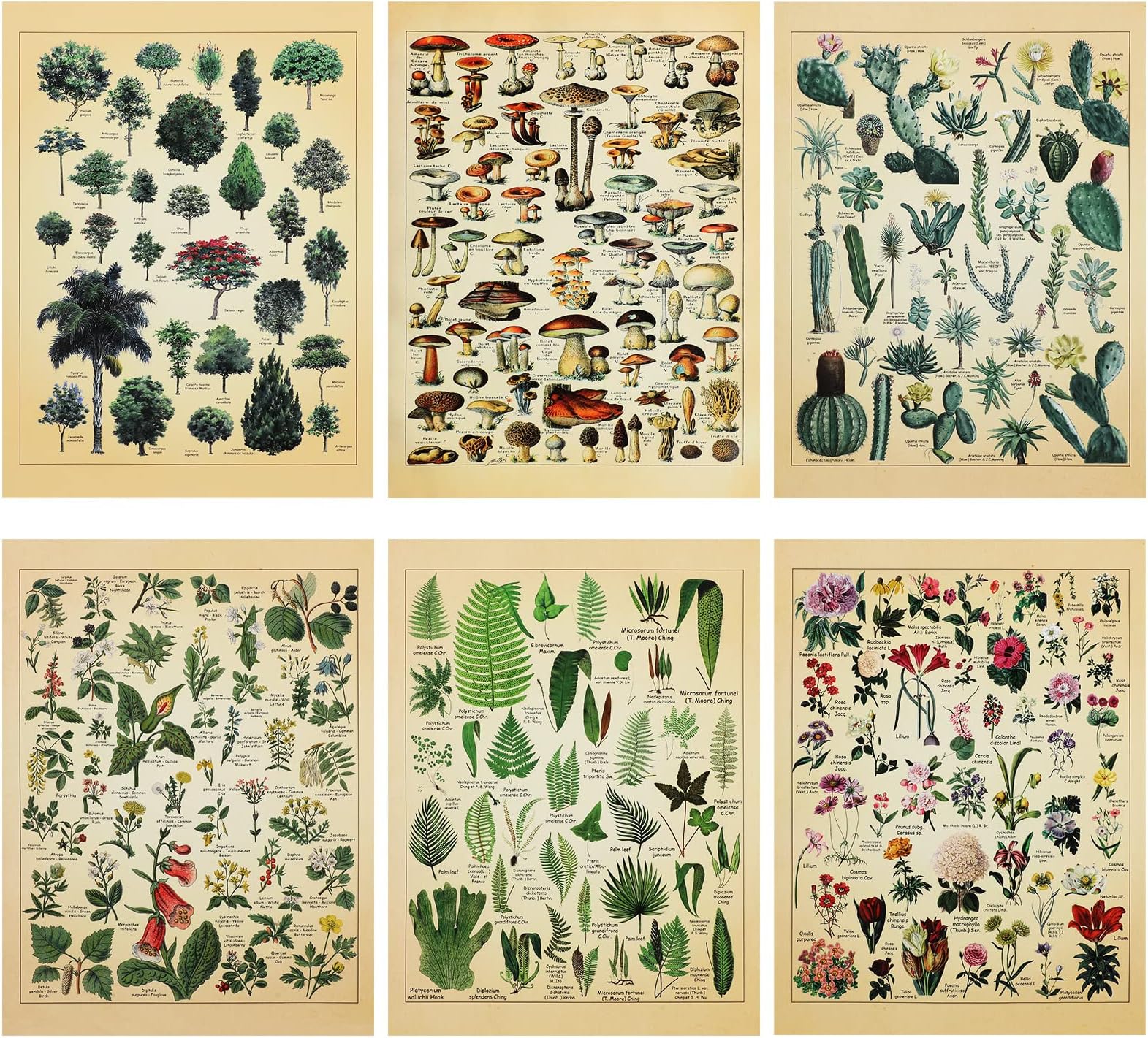 Fainne Set of 6 Plant Poster Vintage Botanical Prints 12 x 16 Inch paper Decorative Wrap Poster Tree Art Picture Vintage Mushroom Floral Nature Decor Cactus Prints