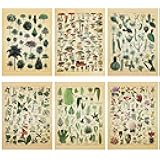 Fainne Set of 6 Plant Poster Vintage Botanical Prints 12 x 16 Inch paper Decorative Wrap Poster Tree Art Picture Vintage Mushroom Floral Nature Decor Cactus Prints