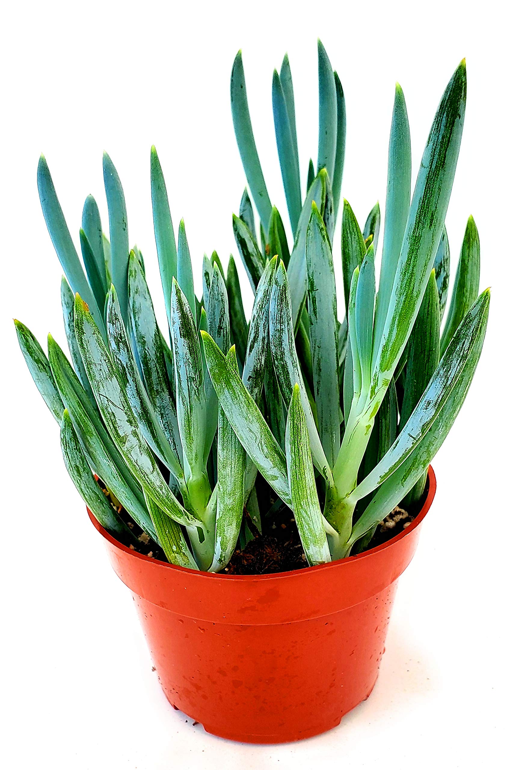 Fat Plants San Diego Succulent Blue Chalk Stick