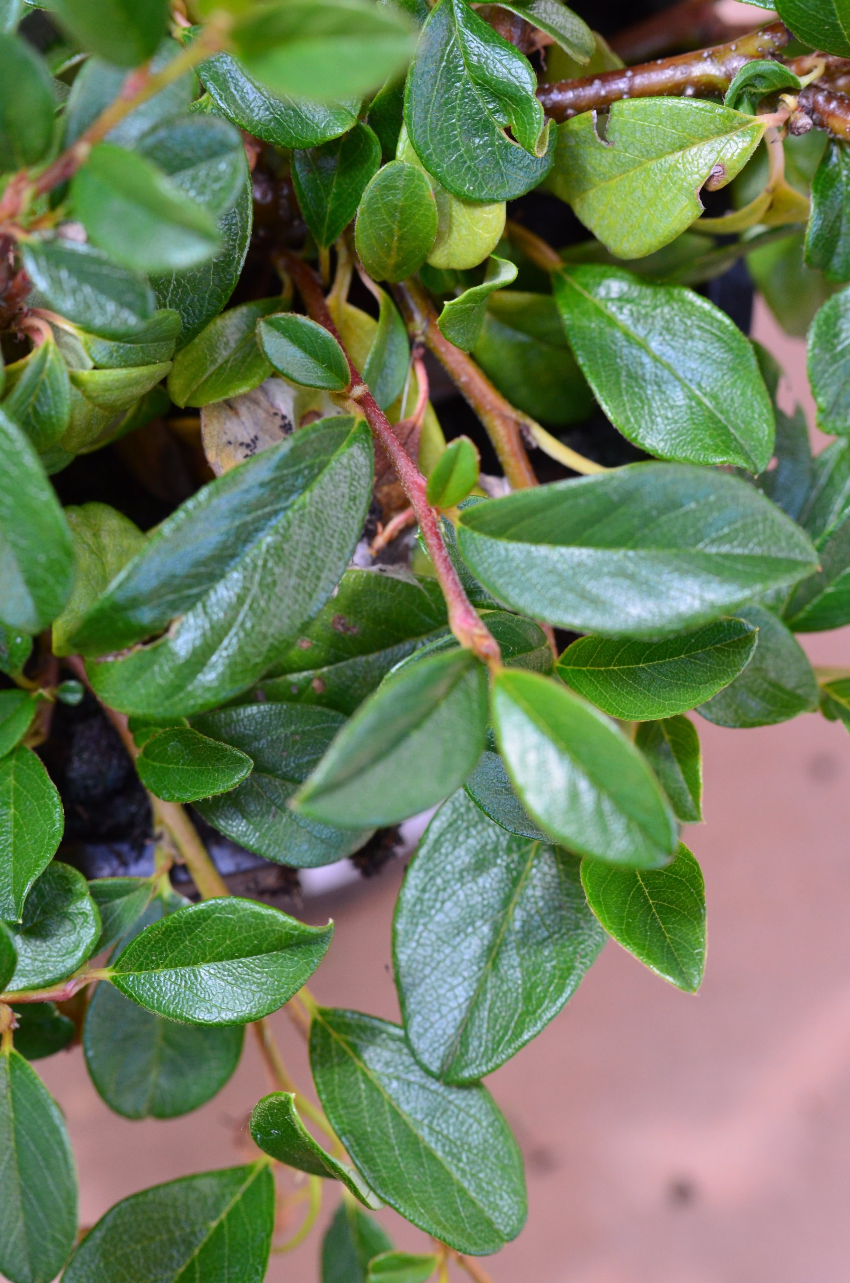 Teppichmispel Cotoneaster dammeri radicans 20-30 cm 1,2 L 1 VE=50 Pflanzen | Immergrün, winterhart & bodendeckend – pflegeleicht und bienenfreundlich, ideal für Beet & Flächenbegrünung