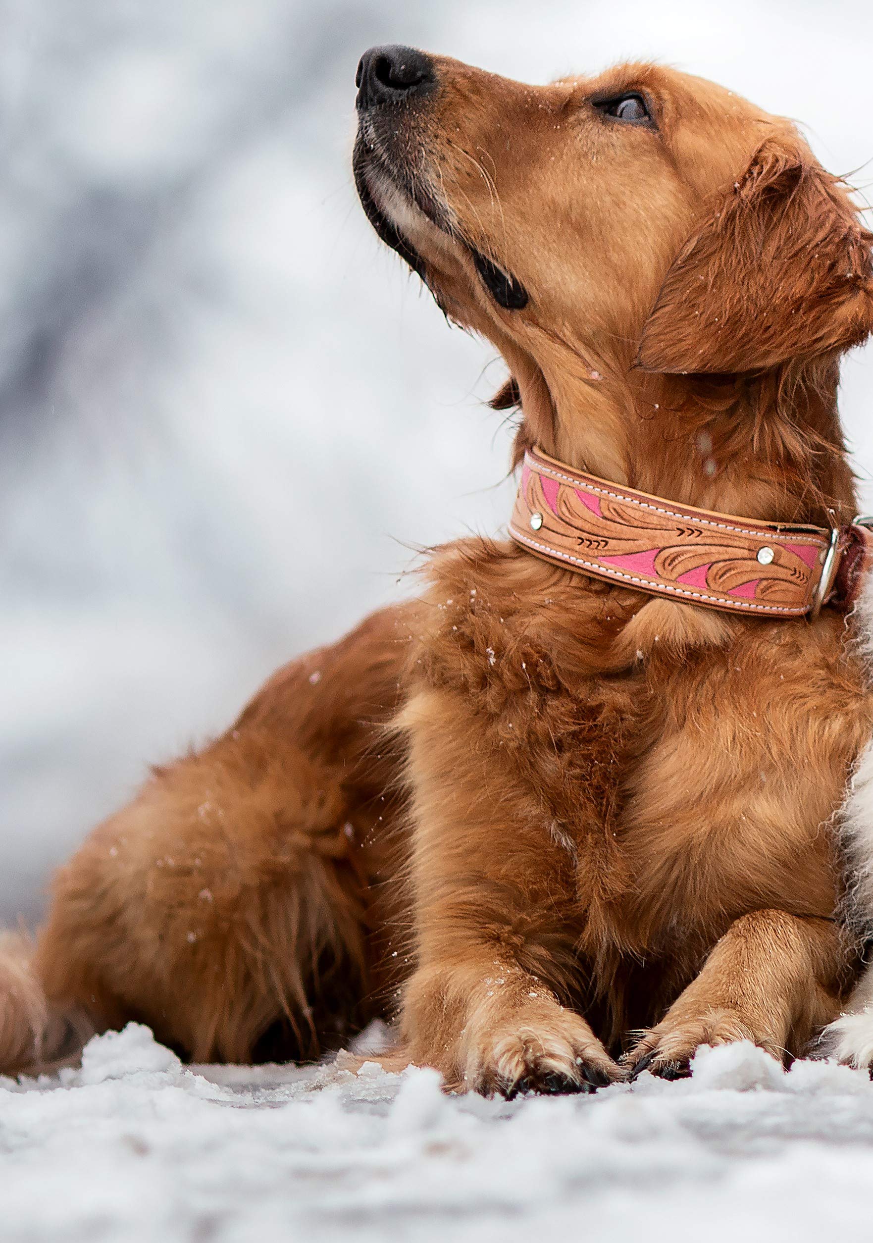 MICHUR Pinklady Hundehalsband Leder, Beige, Pink | Lederhalsband Hund, Caramel, Braun, Halsband beige, mit Stanzungen, Mit Strasssteinen, in verschiedenen Größen erhältlich