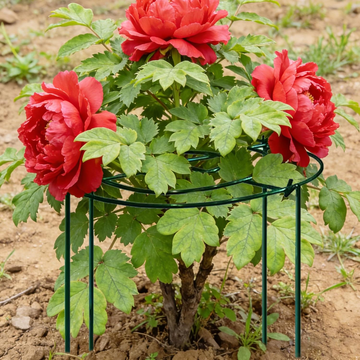 SYITCUN 4pack Peony Cages and Supports, 18 x 24 Inch Four Legs Peony Cage, Heavy-Duty Peonies Support Cages, Peony Ring for Roses, Hydrangeas, Sage, Peonies, Cucumbers, Tomato