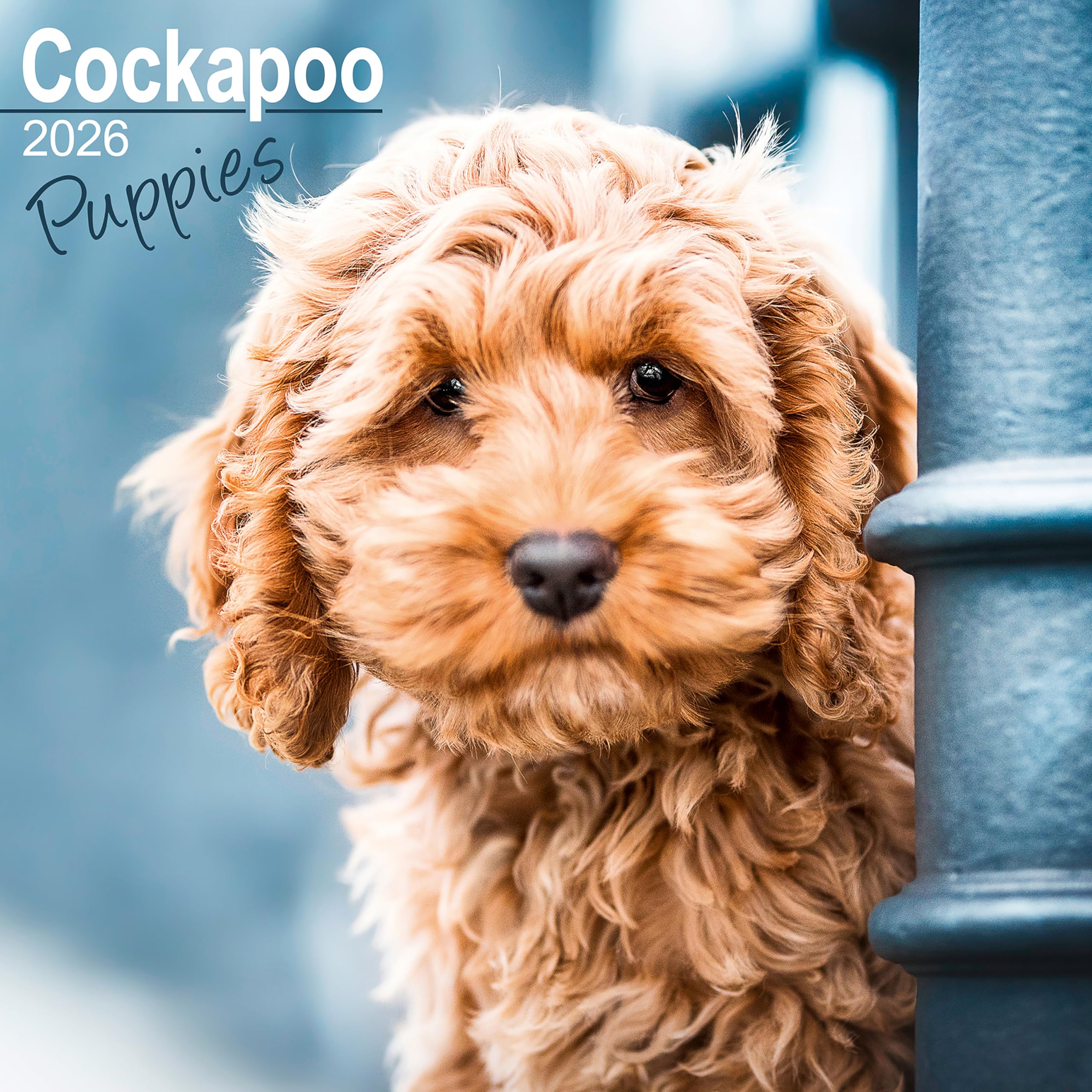 Cockapoo Puppies 2026 Calendar | Square Wall Calendar | Dog Breed Gift | Plastic Free Packaging | by Avonside Publishing