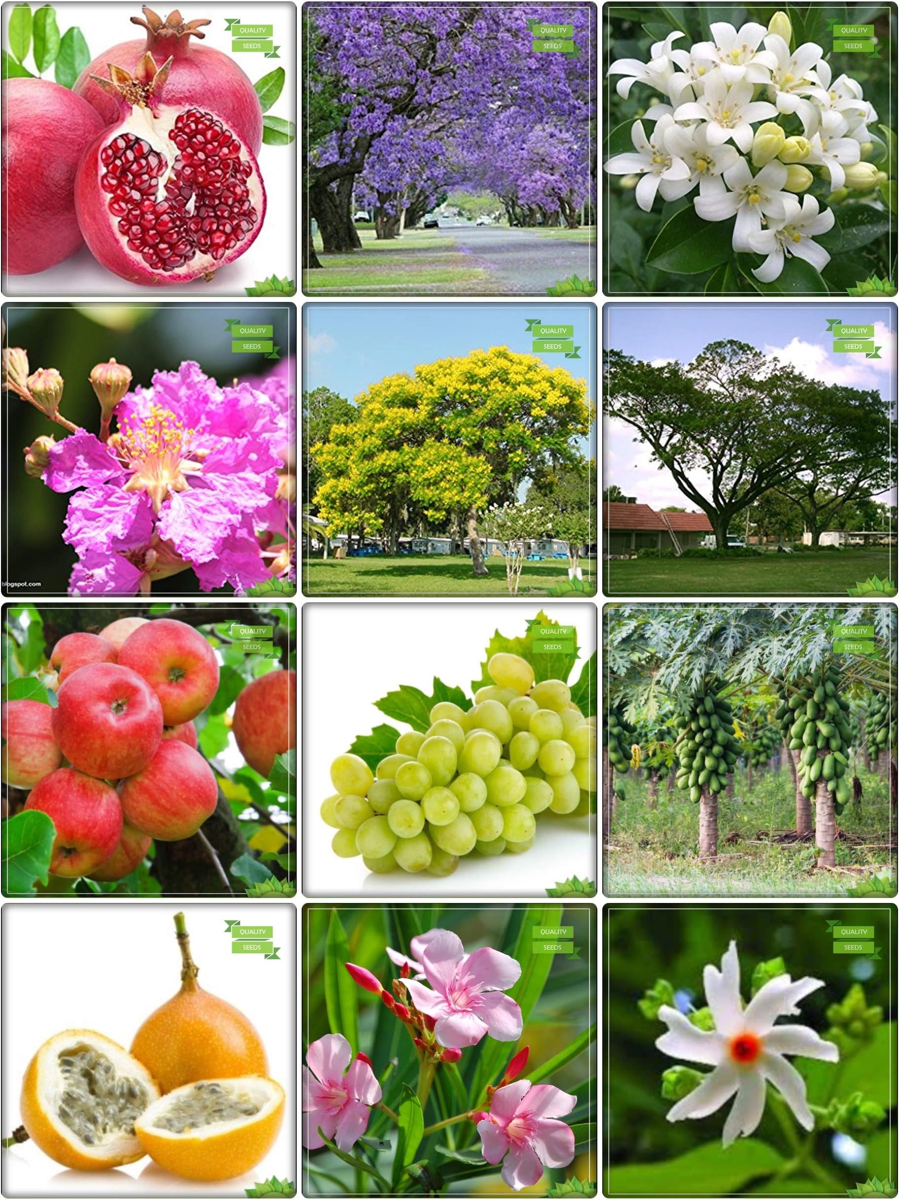 Creative Farmer Summer Combo Fruit & Tree Seeds : Jacaranda, Orange Jasmine, Queen Crape Myrtle, Peltophorum, Monkey Pod, Nerium Indicum, Queen Of The Night, Pomagranate, Apple, Grape, Papaya, Passion Fruit - Yellow For Gardening