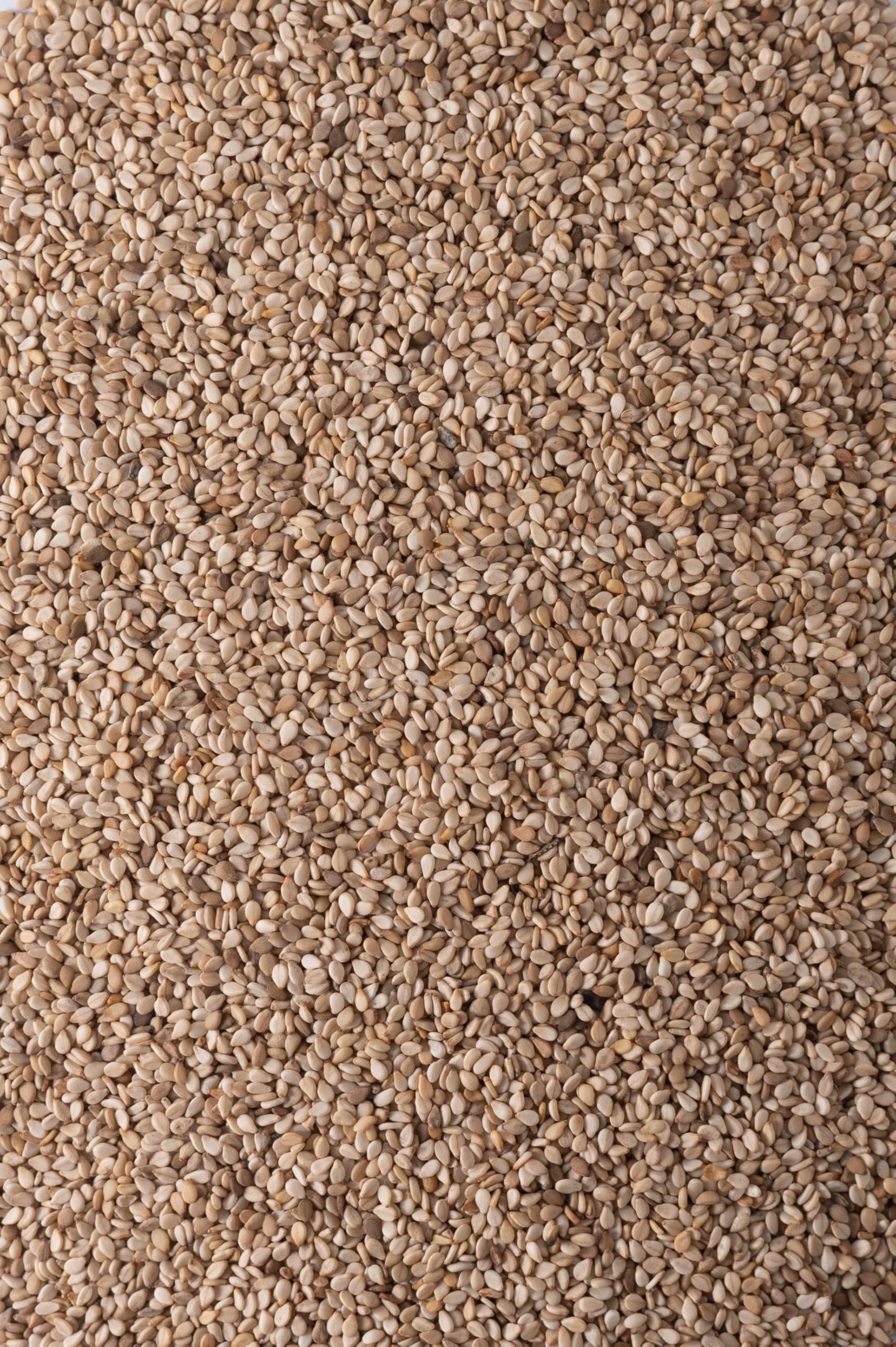 Biojoy Sésame BIO non pelé (1,5 kg), entier et cru, graines de sésame blanc, sans additifs