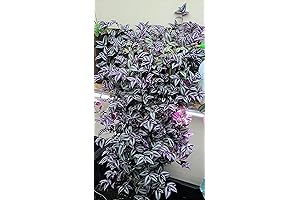 Wandering Jew Live Plants Indoor - Tradescantia Zebrina Inch Plant Cuttings (9 pcs)