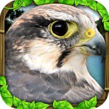 Falcon Simulator