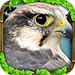 Falcon Simulator