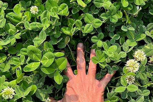 Miniatura 10 de Semillas de trébol carmesí (Trifolium incarnatum)  Paquete de 975, certificadas orgánicas, sin OMG, polinización abierta, semillas de flores sin