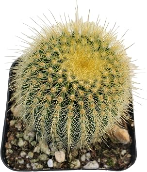 Fat Plants San Diego Living Indoor Succulents and Cactus Rooted in Plastic Planters with Soil 2 Inch, Ball Cactus