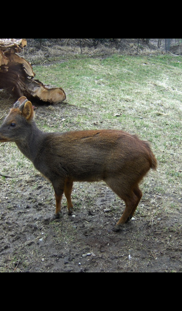 Pudu Deer Wallpaper -- HD Wallpapers of Pudu Deer! - App on Amazon Appstore