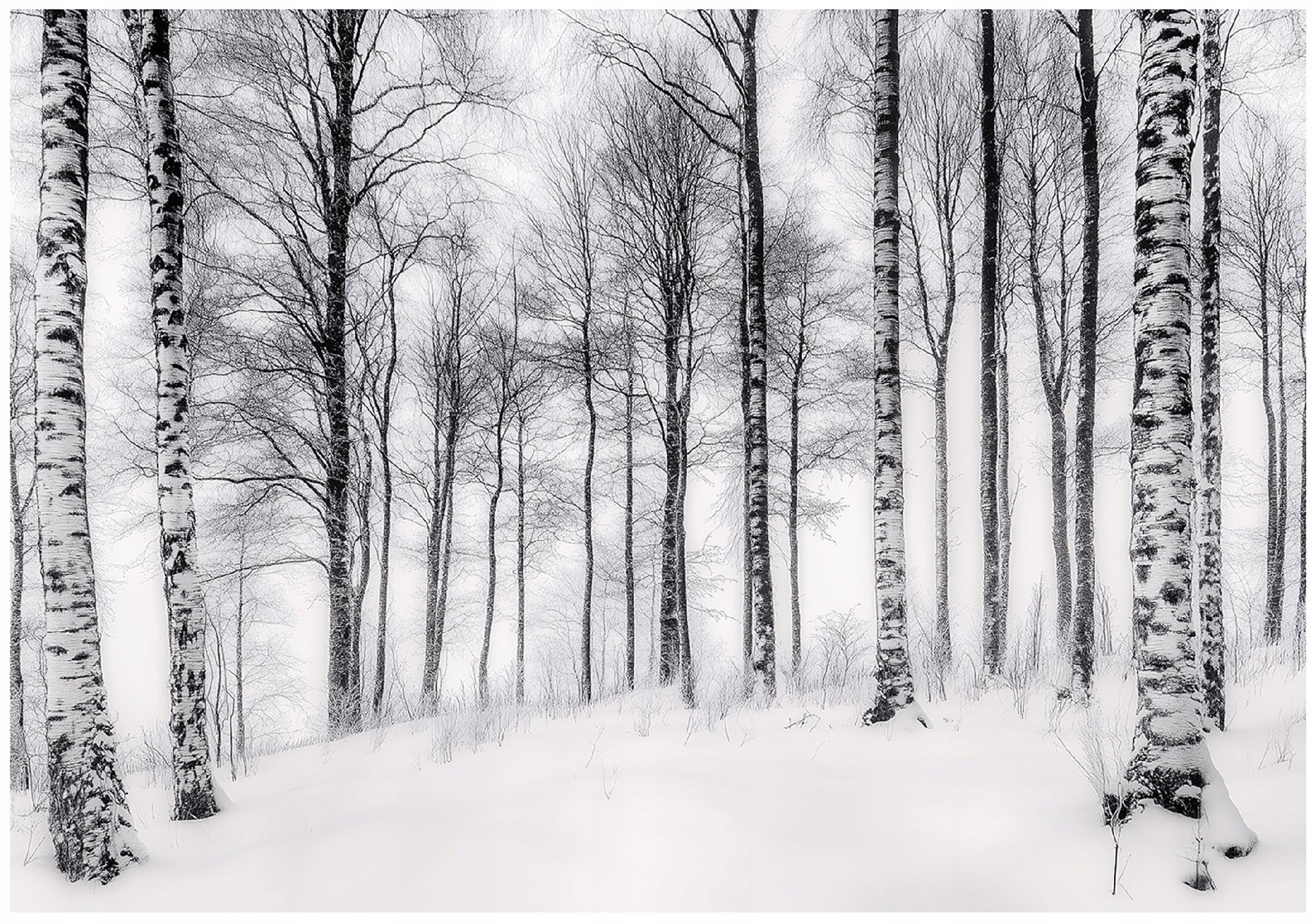 WallArena Wall Mural Photo Wallpaper for Living Room & Bedroom 350 x 250 cm