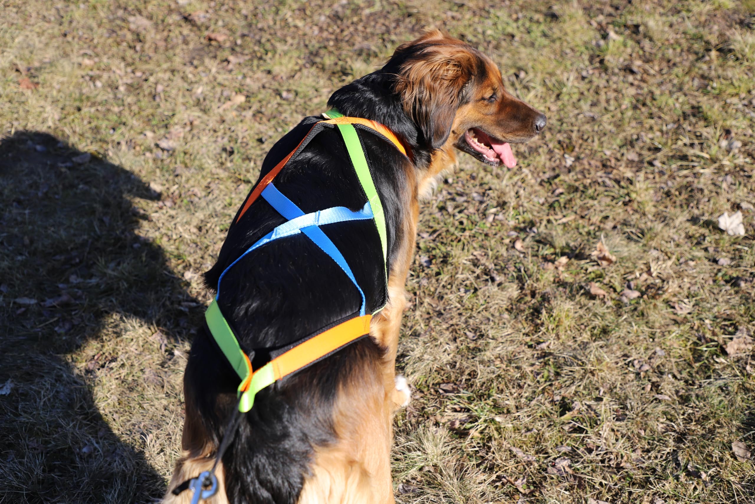 Dingo 15082 - Arnés para perros Active Sled Sydney con banda izquierda, verde, derecha, naranja, espalda azul, Canicross Bikejoring o Skijoring, talla XXL