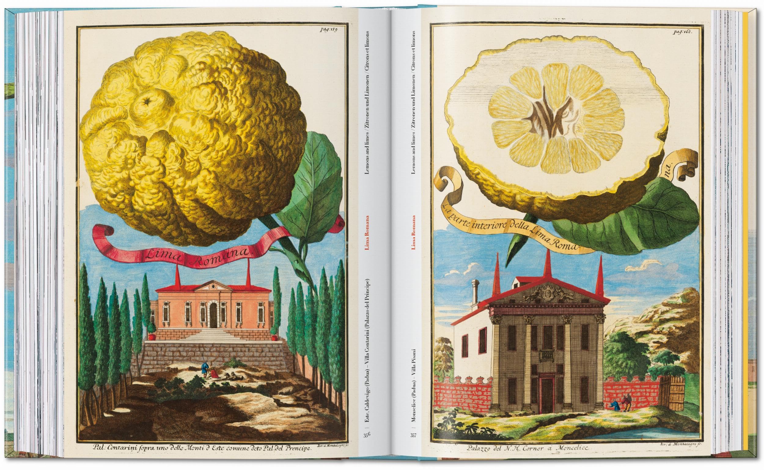 J.C. Volkamer: The Book of Citrus Fruits. 45th Ed.