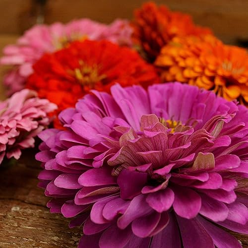 Miniatura 6 de Dahlia - Mezcla de zinnia florecida, 100 semillas, variedad de reliquia y polinización abierta, atrae mariposas y colibríes, semillas de flores sin