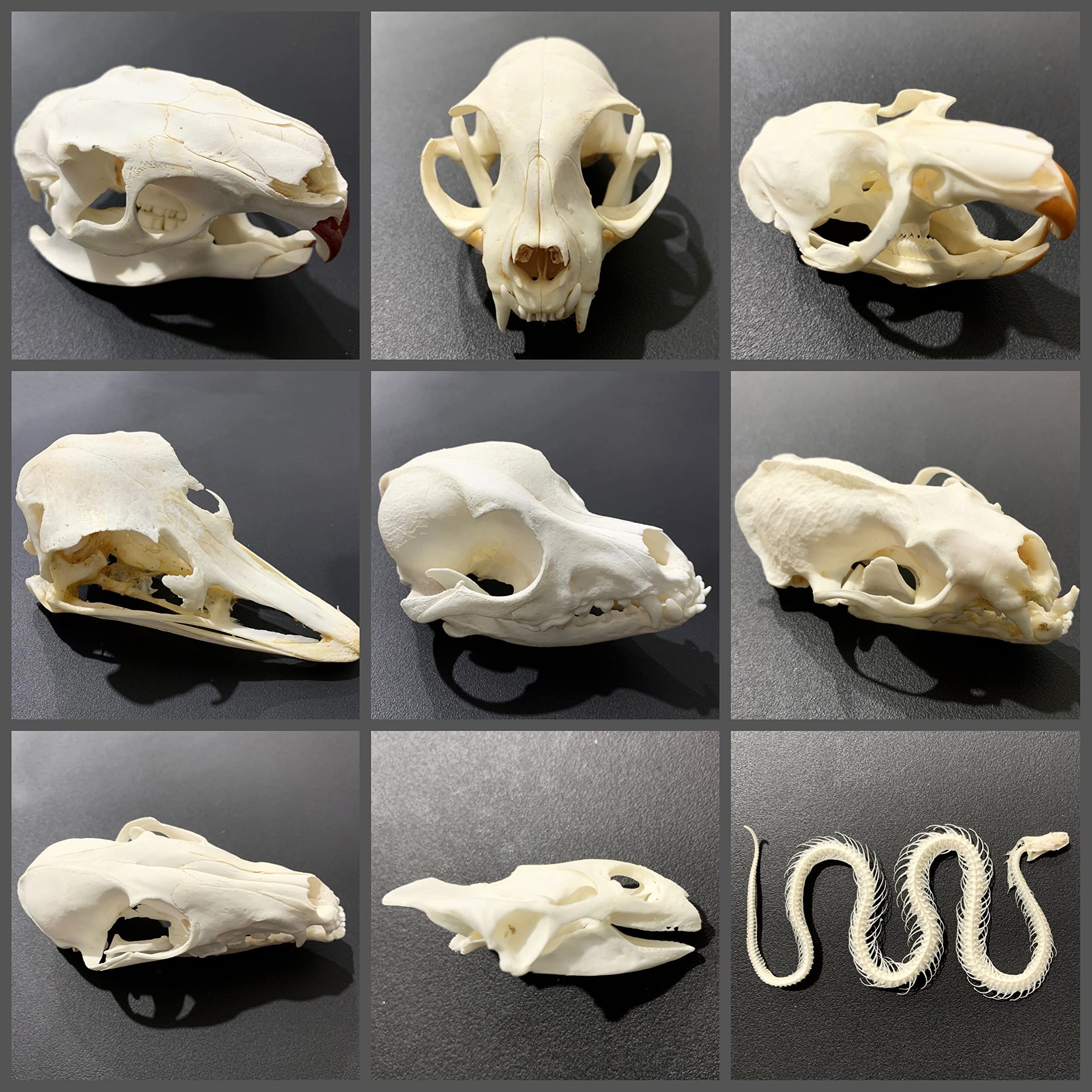 Amazon.co.jp: 触媒の本物の動物の頭蓋骨、自宅のための頭蓋骨装飾の