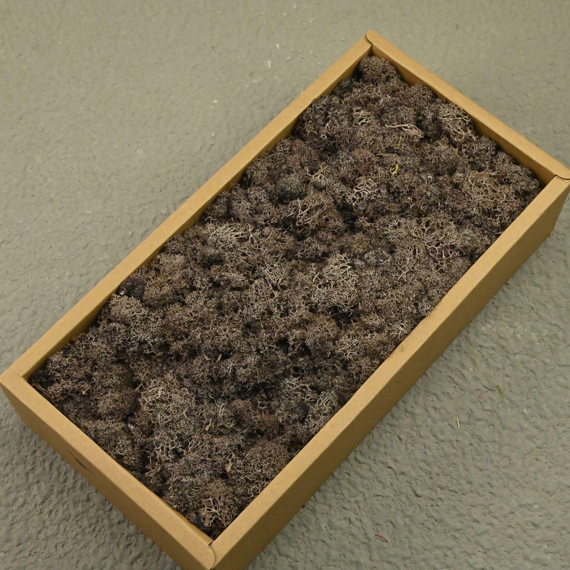 Agares Light Coffee Preserved Reindeer Moss, Natural Stabilized Moss For Moss Wall, Diy Crafts, Frames, Terrariums, Artificial Plant Decoration, Long-Lasting No Maintenance (, 100G)