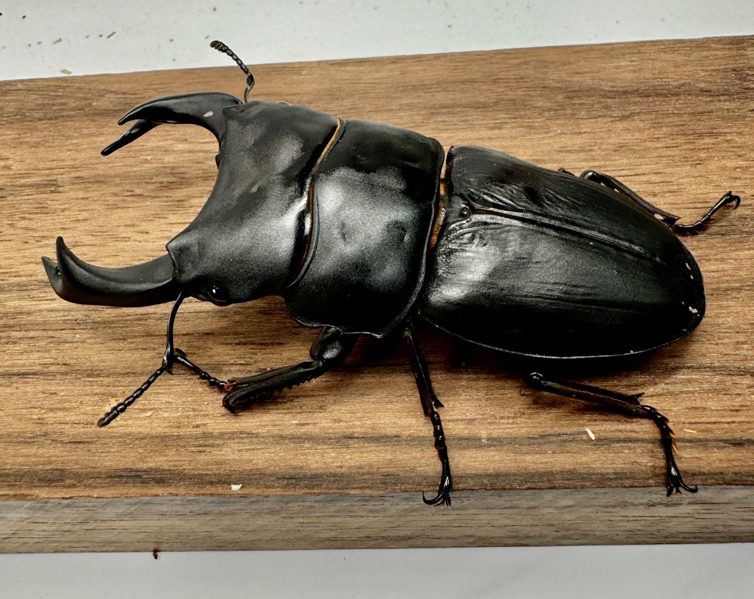 マツノ久留米成虫ペア格安 マツノ久留米 オオクワガタ 81mmペア