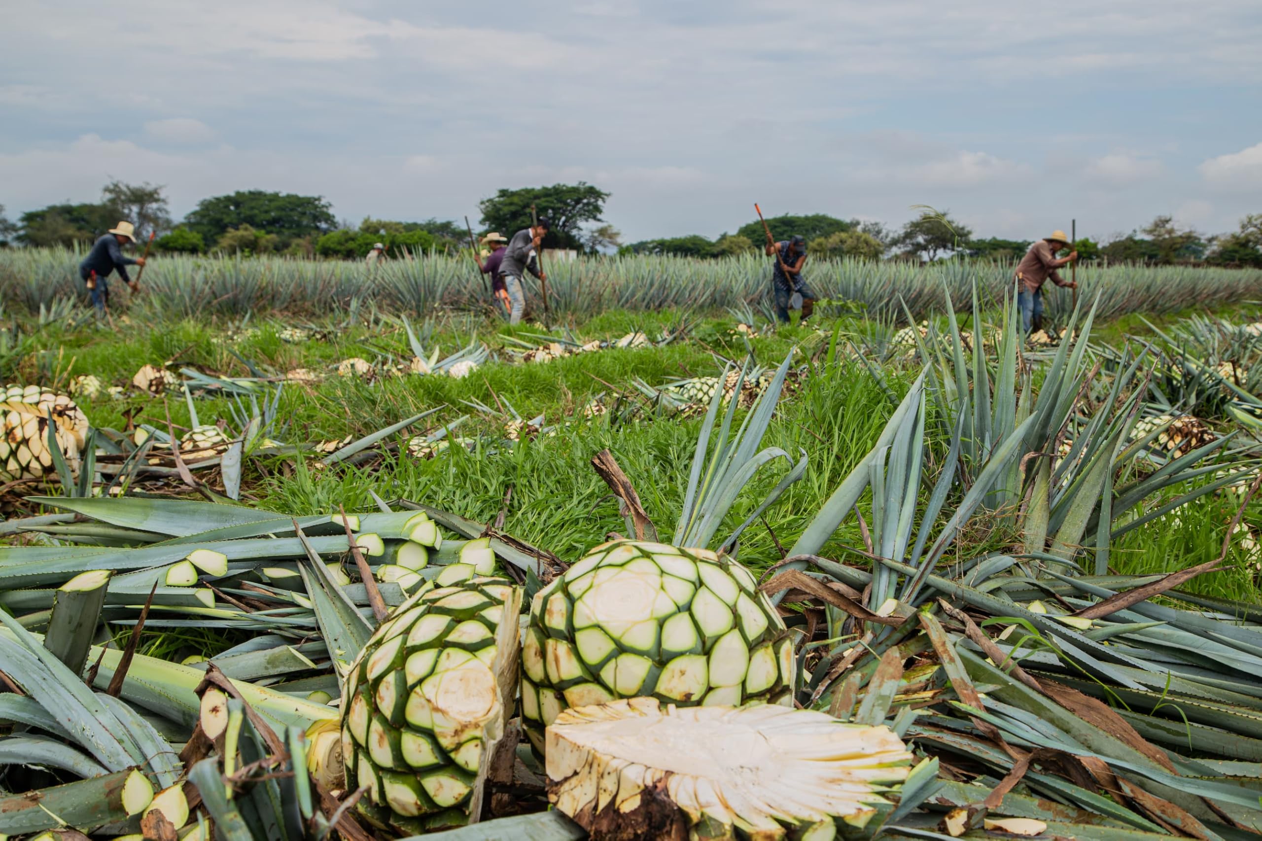 Padre Azul Tequila Blanco Super Premium 40% vol. 0.7 l