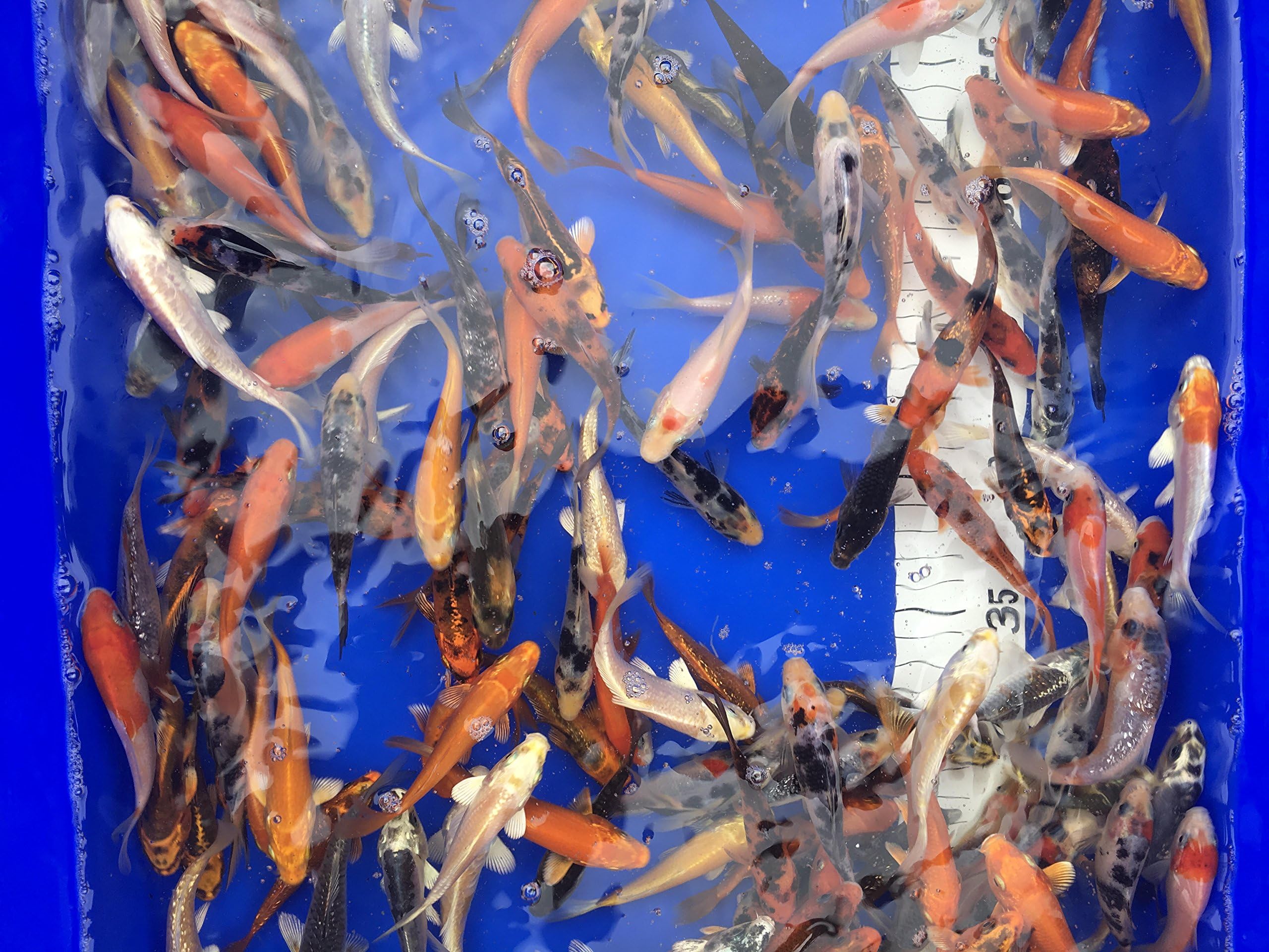 10 Live Koi Carp 3"-4" Very healthy and friendly Koi Hand Feeding-Live Fish-Pond Fish (10)
