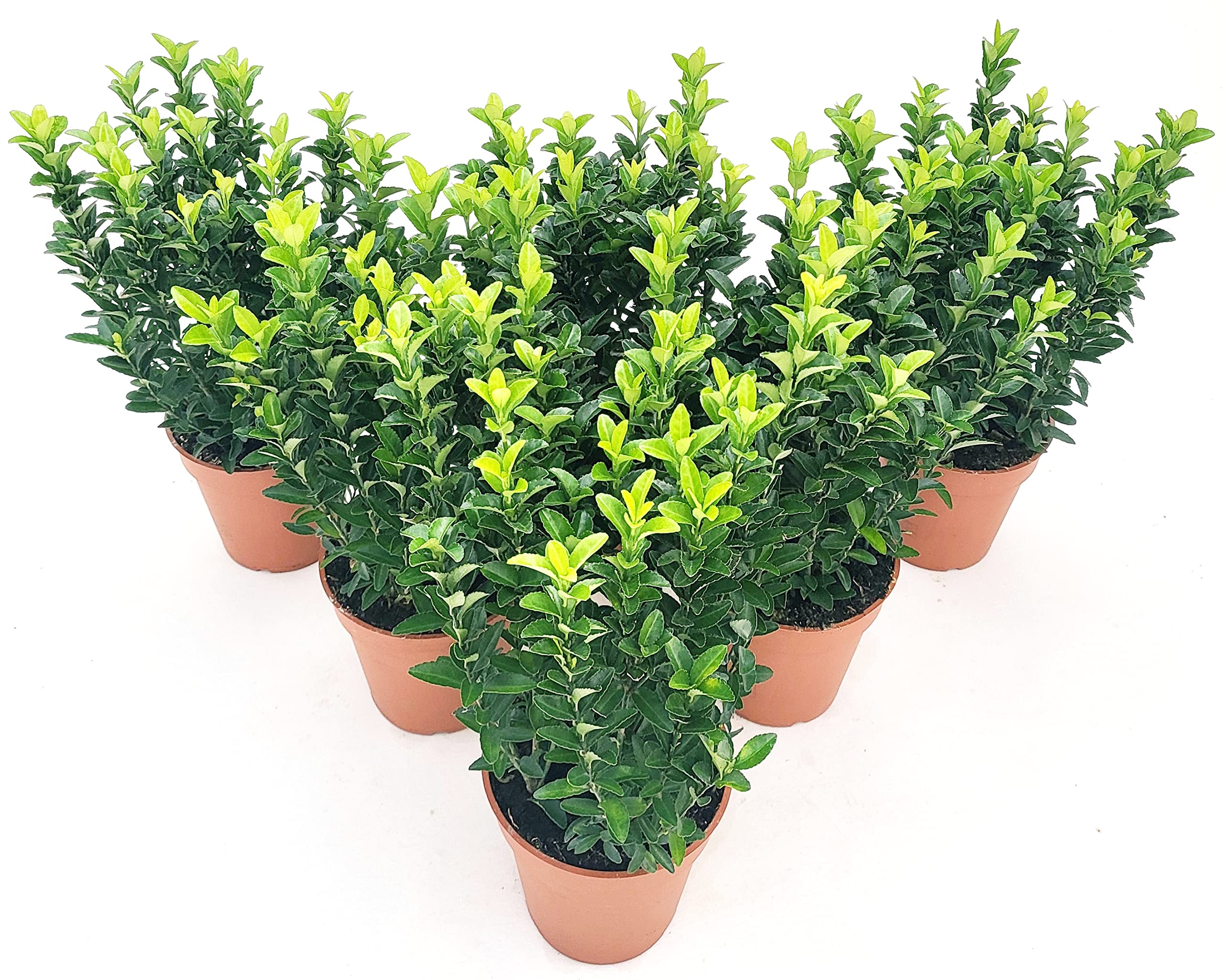 POWERS TO FLOWERS - EUONYMUS GREEN SPIDER, 6 PIANTE, BUXUS, BOSSO, VASO 13CM DIAMETRO, piante vere