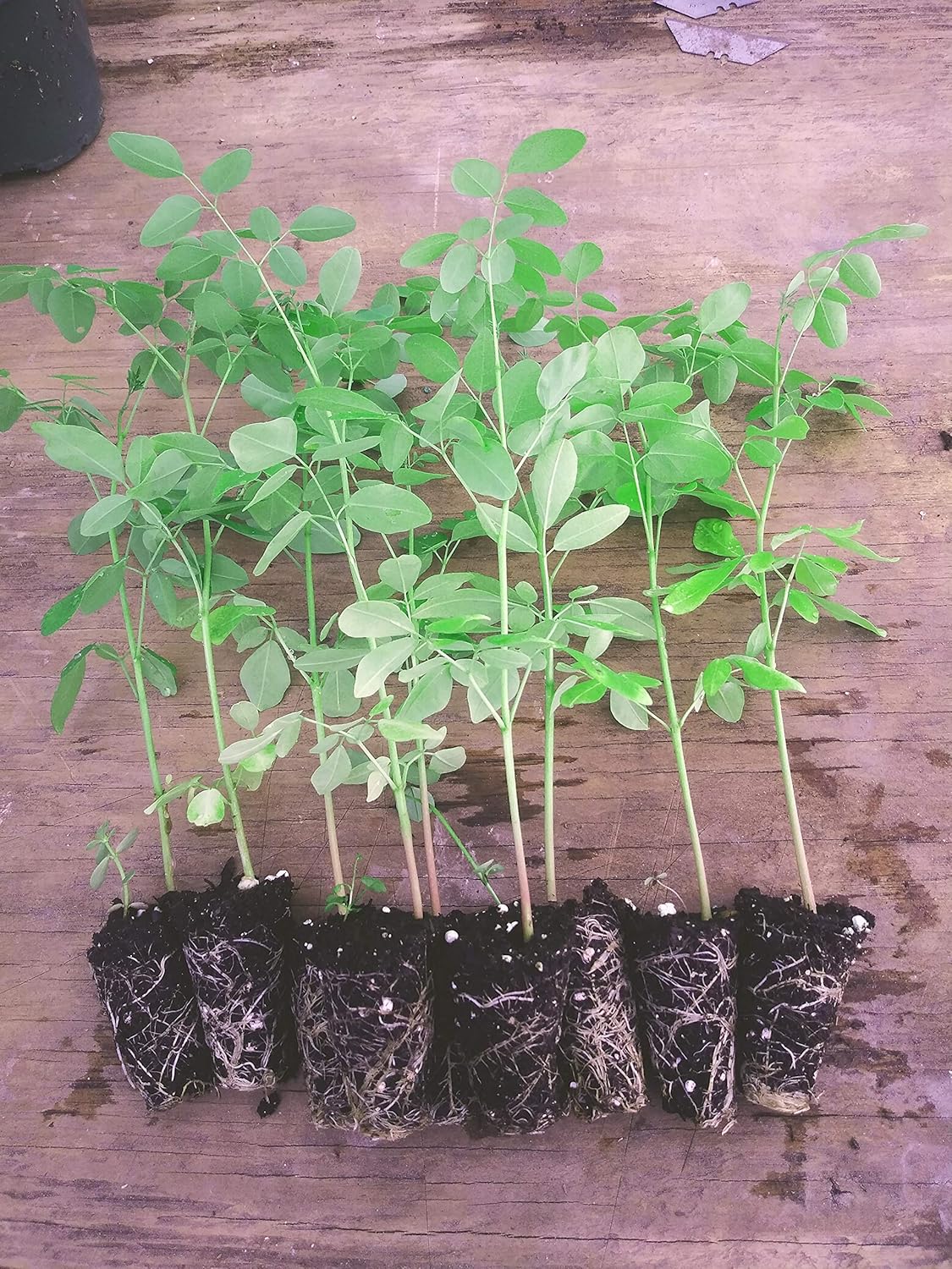 10 Live Plants Moringa oleifera Live Plant Size up to 10" to 15" 00
