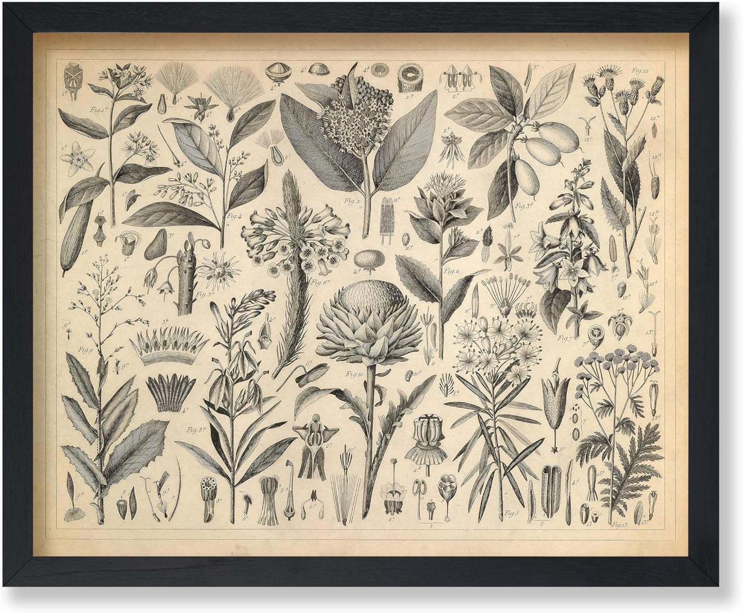 Poster Master Vintage Plants with a Resinous or Milky Sap Poster - Retro Botanical Print - Plant Art - Gift for Men & Women - Wall Decor for Farmhouse, Living Room or Bedroom - 16x20 UNFRAMED Wall Art