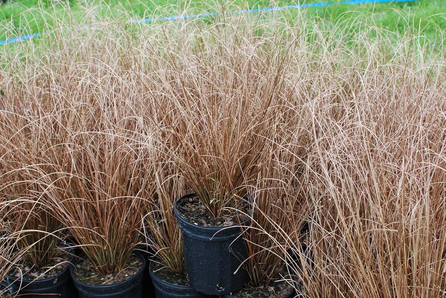 Perennial Farm Marketplace Carex buchananii 'Red Rooster' (ColorGrass Leather Leaf Sedge) Perennial, Size-#1, Green