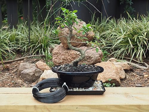 Miniatura 7 de Alambre de entrenamiento para bonsái de aluminio anodizado de 0.098 in, rollo grande de 8.82 oz (60 pies) - Elige tu tamaño y color (0.098 in,