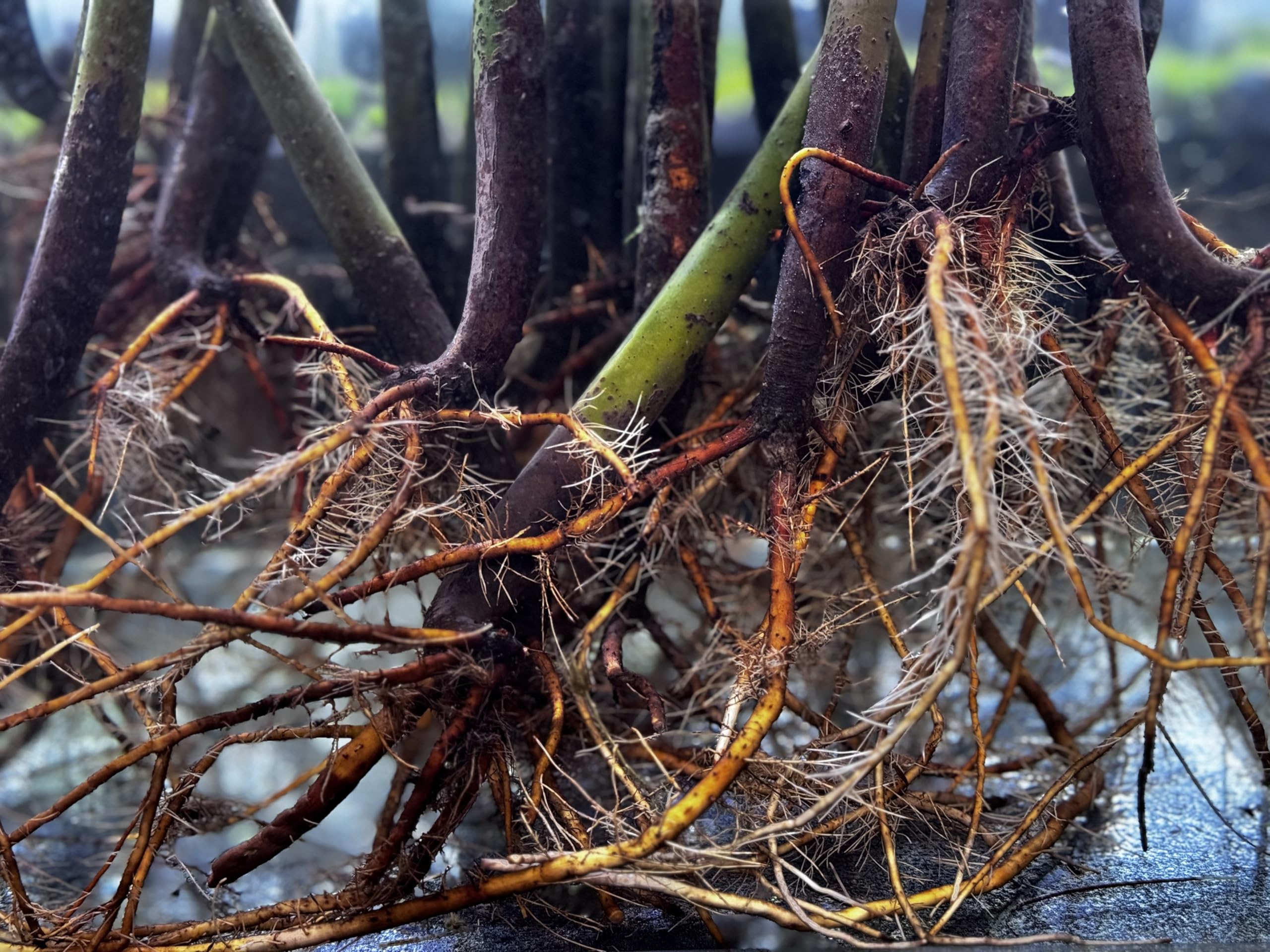 Tree Roots Red Red Mangrove Tree Roots