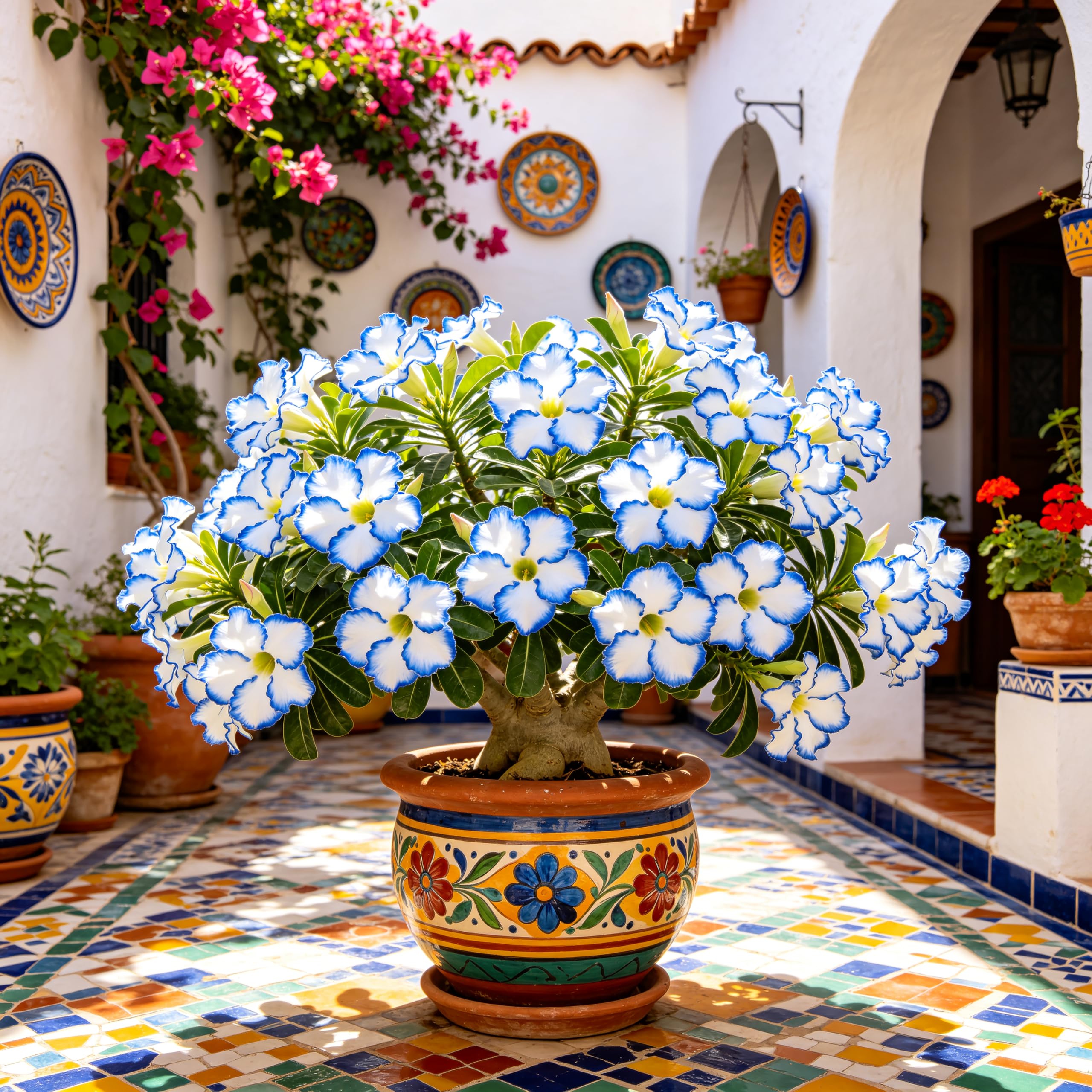 Hybrid Double Desert Rose Seeds- Vibrant Floral Display Garden-20pcs-J