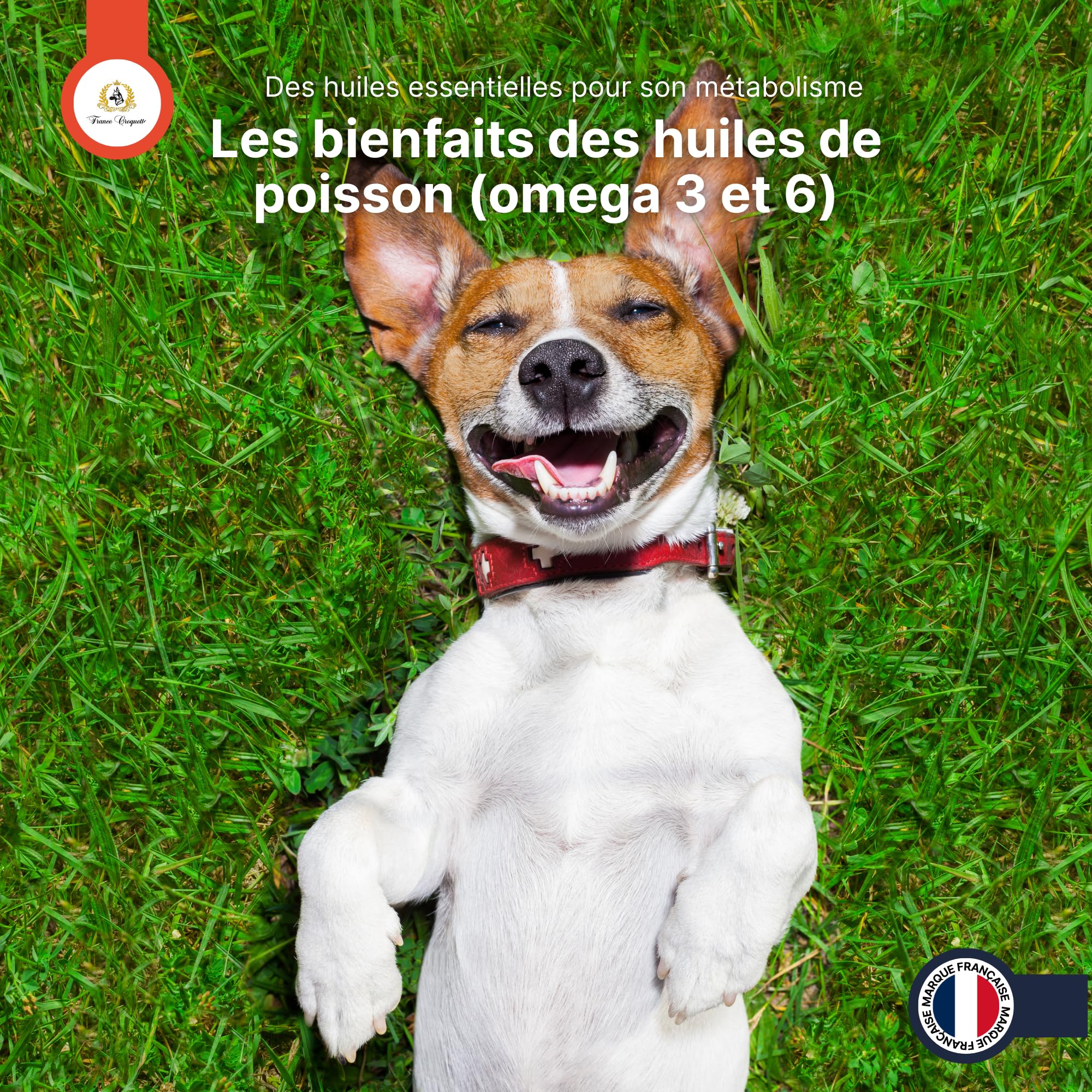 double oméga huile de foie de morue et saumon pour chien – oméga 3 et 6 naturels – vitalité immunité articulations cerveau pelage brillant – complément alimentaire huile 500 ml