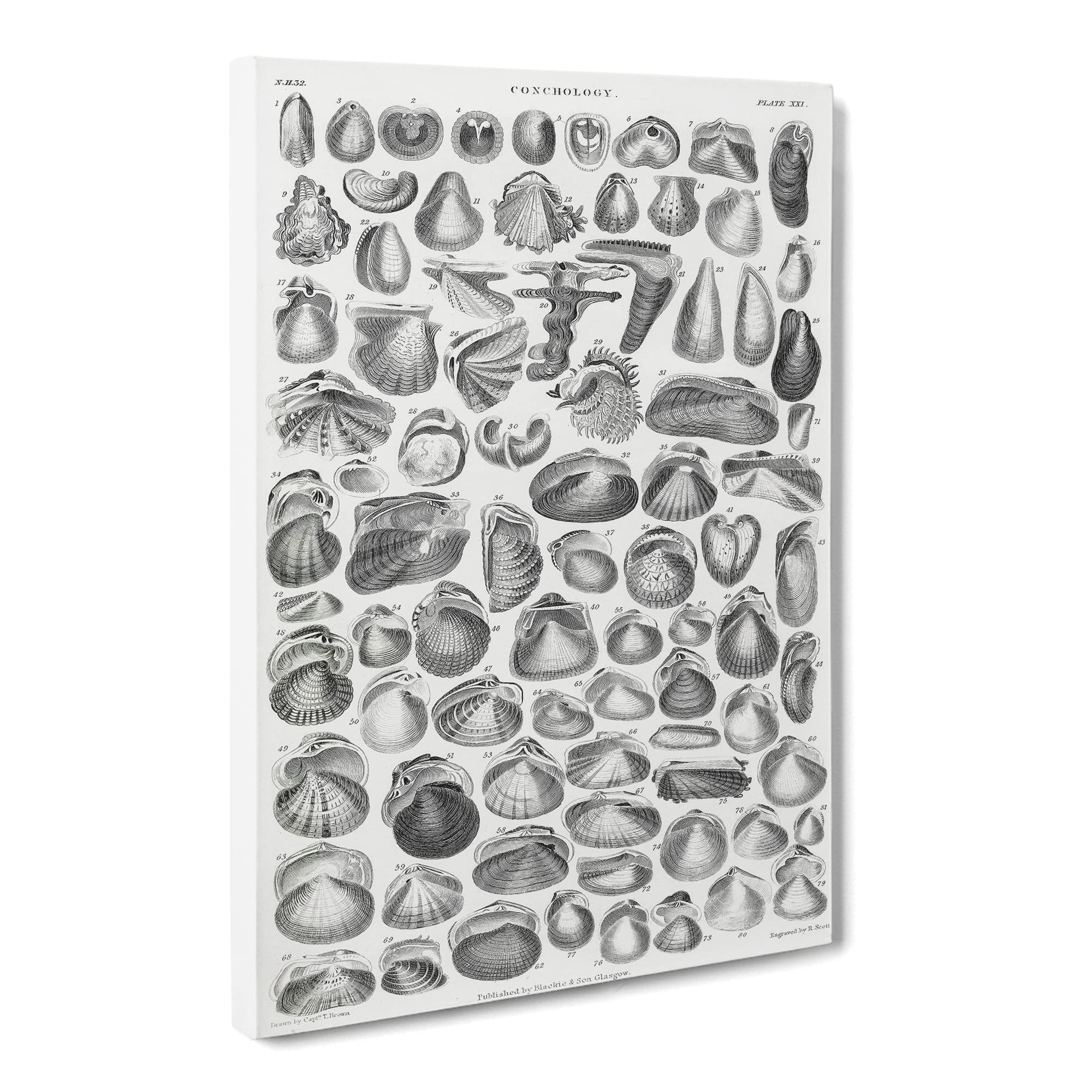 Study Of Mollusk Shells Xxi By Oliver Goldsmith Canvas Print, Mixed, 25L x 50W cm