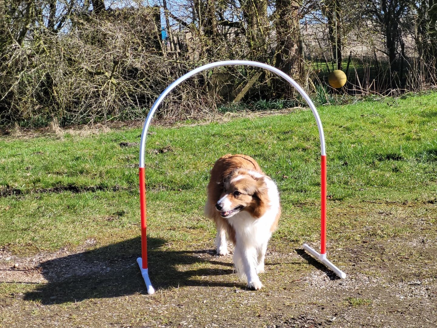 Generisch HOOPERS Agility Combi-Set, 1 Gate/Zaun blau, 3 Bögen rot-blau-gelb