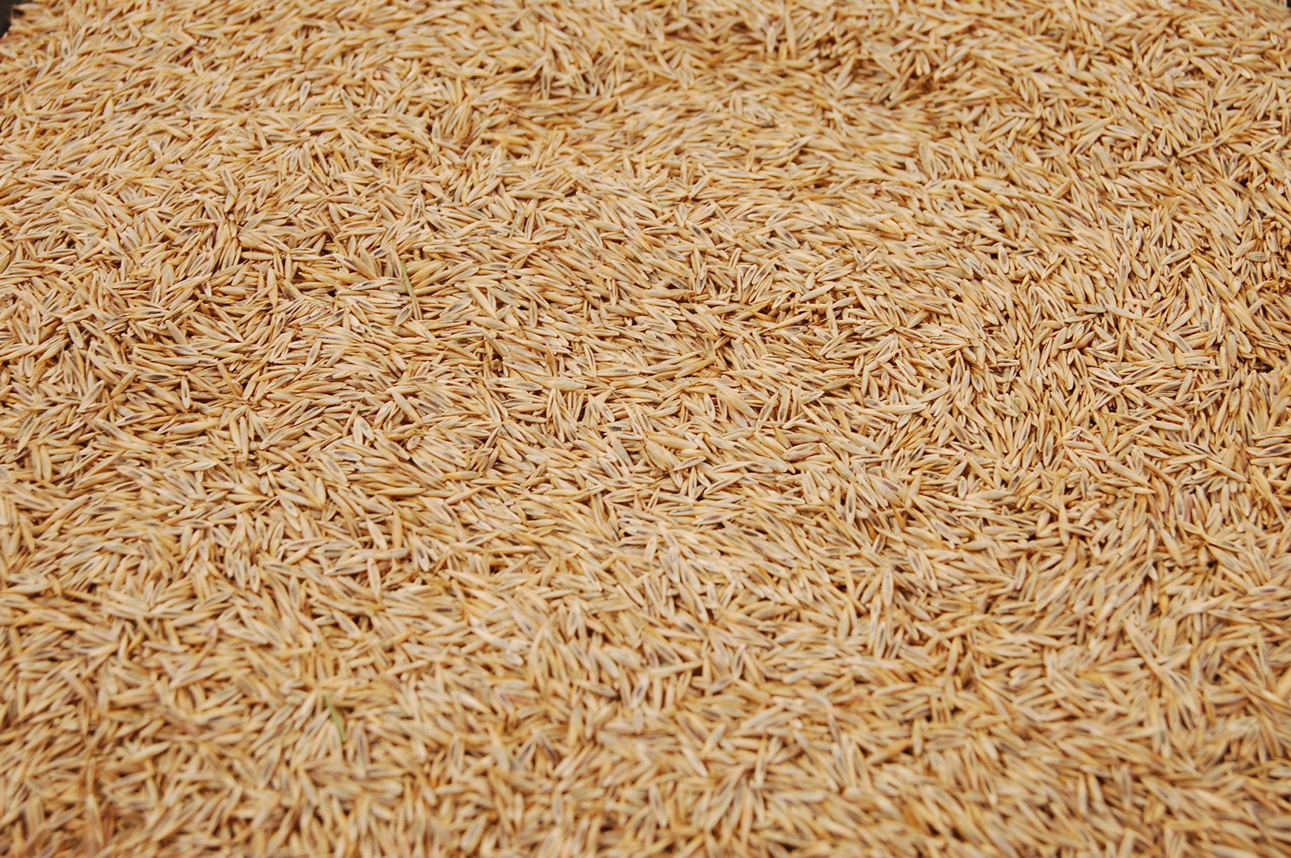 Buy Creeping Red Fine Fescue Seed by Eretz (5lb) Choose Size