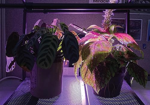 Miniatura 4 de Miracle LED Lámpara de cultivo Mighty de 52 W para cultivo en interiores urbanos, panel de cultivo LED de espectro rojoazul para montaje en pared