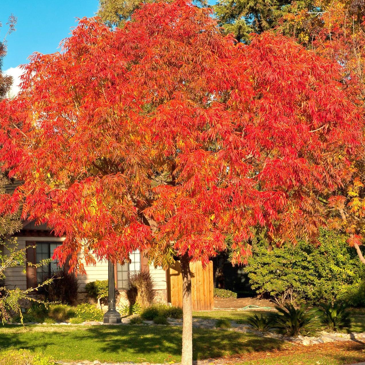 Marigold Orange Chinese Pistachio Tree (Pistachia chinesnsis) Aka Chinese Pistache Tree 3-4Ft From A 5 Gallon