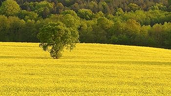 Amazon.com: Nature DVD - Four Seasons Spring - Garden and