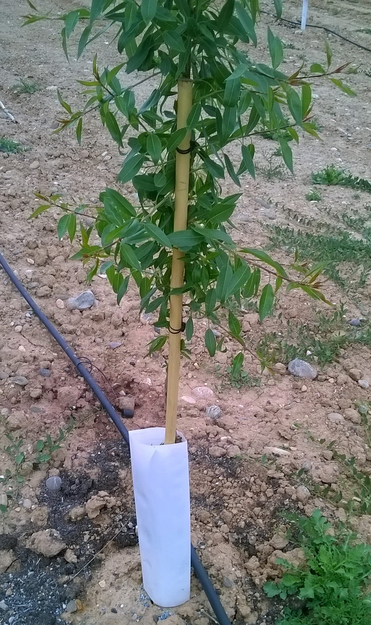 Tutor de bambú Chino plastificado de 1,5 m. de Altura, diametro 20-22. Pack de 50 Unidades. Tutores válidos para Todo Tipo de Plantas.