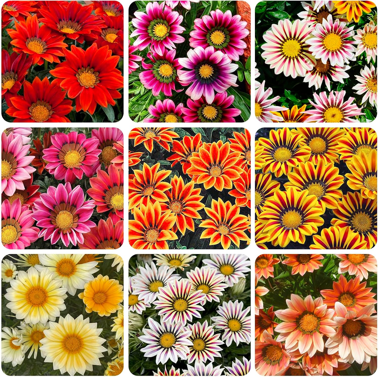 Flores