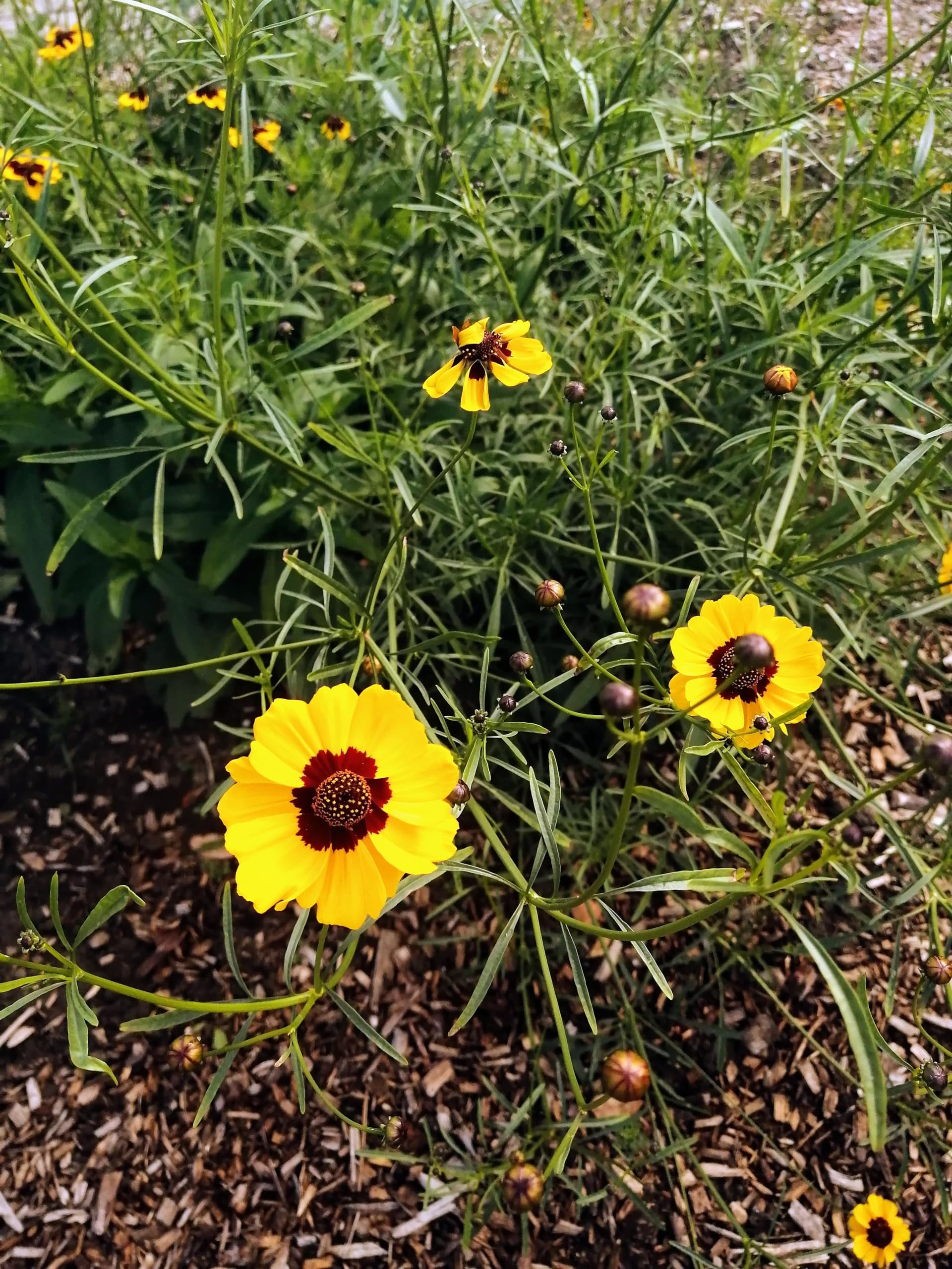 Plains Coreopsis 50 Wildflower Seeds - Coreopsis tinctoria Golden Tickseed, Goldenwave, Produce Prolific Showy Flowers