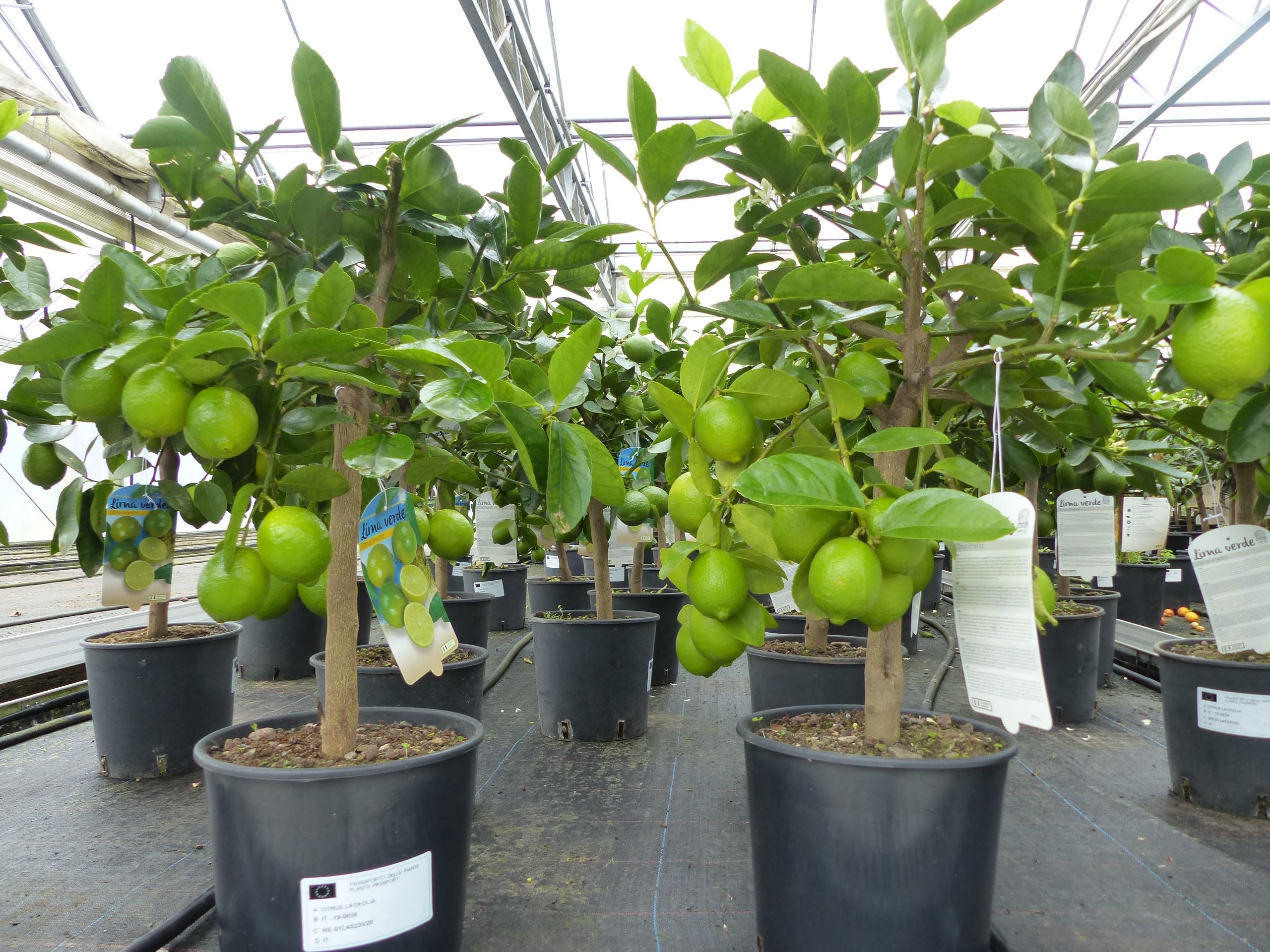 gruenwaren jakubik echte Caipi Limette Limettenbaum Citrus Lime 75-90 cm Zitruspflanze