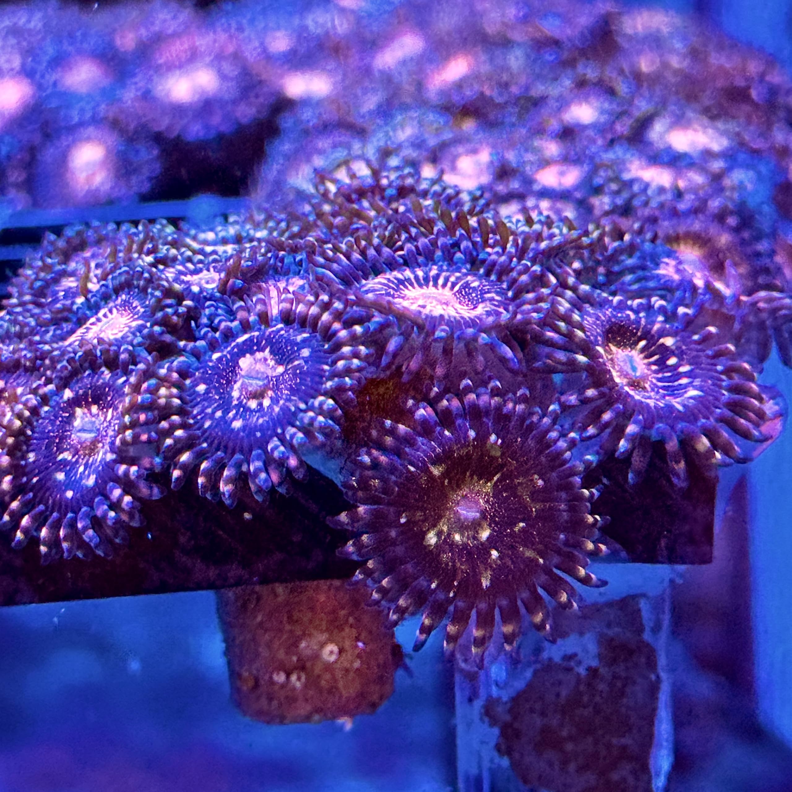 Live Saltwater Coral frag - Golden Space Monsters Zoanthids (2 Heads)