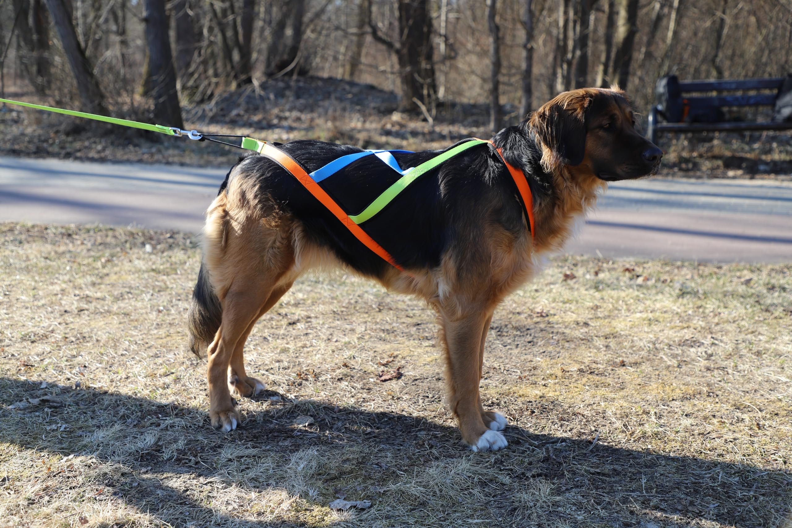 Dingo 15082 - Arnés para perros Active Sled Sydney con banda izquierda, verde, derecha, naranja, espalda azul, Canicross Bikejoring o Skijoring, talla XXL