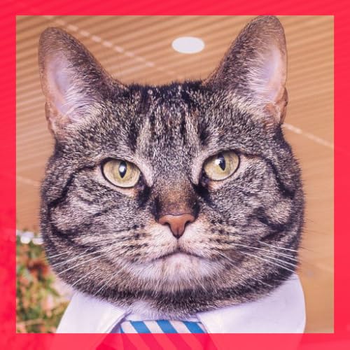 Cute Cats Wallpapers And Screensaver