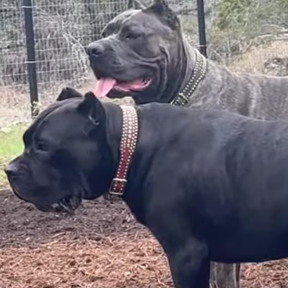 Cane Corso Gear's Amazon Page