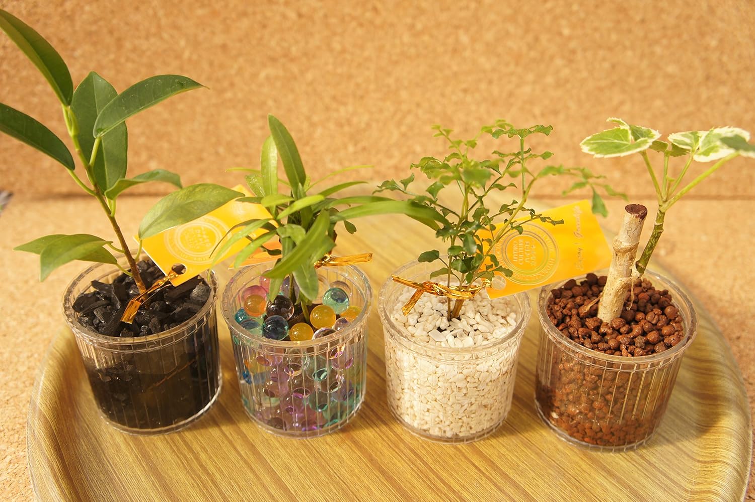 Amazon 園芸農家から新鮮な苗を届けます 小さなスフレ鉢にハイドロカルチャー苗を入れました 観葉植物 オアシス苗４種セット プラスチック スフレ鉢 観葉植物 オンライン通販